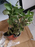重瓣荷蘭菊盆栽四季開花荷蘭菊花苗千頭菊花室內(nèi)外花卉 菊花紅色帶花苞發(fā)貨 不帶盆 曬單實拍圖
