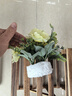 悠梵萌仿真綠蘿盆栽綠植套裝塑料花家居室內(nèi)客廳茶幾綠葉陽(yáng)臺(tái)裝飾品擺件 曬單實(shí)拍圖