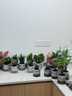 綠籮發(fā)財樹(shù)水培植物盆栽室內富貴竹薄荷多肉花卉四季綠植梔子花蘿 【6盆】吉利紅+梔子花+發(fā)財樹(shù)+綠蘿+九里香+萬(wàn)重 含盆 曬單實(shí)拍圖