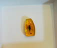 琥珀標(biāo)本真昆蟲琥珀標(biāo)本兒童挖掘考古盲盒蟲珀配件學(xué)生教學(xué)掛件吊 金珀色混款10個不挑款 曬單實(shí)拍圖