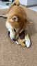 貴為（GiGwi）狗玩具耐咬磨牙棒狗狗玩具木塑鹿角幼犬小型犬中大型犬寵物玩具 木塑鹿角M 曬單實拍圖