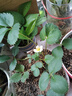 開(kāi)時(shí)果 四季草莓苗奶油紅顏草莓秧苗 陽(yáng)臺種植當年結果新苗帶土果苗盆栽 【活動(dòng)款】奶油（3盆）+雙色盆 草莓基地-原土原盆直發(fā) 曬單實(shí)拍圖
