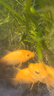 彌翠園紅鯉魚活體魚苗淡水養(yǎng)殖食用冷水觀賞魚錦鯉興國紅鯉魚魚批發(fā) 10條8-10厘米紅鯉魚苗加10%防損 曬單實拍圖