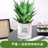萌肉居2盆蘆薈不夜城多肉植物盆栽花卉綠植蘆薈+早安盆2套源頭直發(fā) 曬單實(shí)拍圖