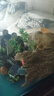 魚(yú)缸假山水族裝飾造景石小房子小橋假水草江南水鄉創(chuàng  )意擺件躲避屋 江南小屋 曬單實(shí)拍圖