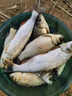 大紅狗PE線魚(yú)線主線線組套裝成品全套釣魚(yú)線綁好pe臺(tái)釣釣魚(yú)線組 7.2米【PE連接+合金八字環(huán)】4卷 2.5號(hào) 曬單實(shí)拍圖