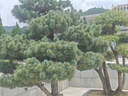 佳通GITI 輪胎235/55R18 104V GitiSynergy H2 適配 哈弗H2/瑞虎8 曬單實拍圖