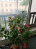 美外三角梅老樁盆栽樹苗 花卉盆栽綠植盆景爬藤室內(nèi)外觀花植物 棒棒糖【綠葉櫻花】 曬單實拍圖