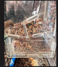 寵尚天鸚鵡鳥(niǎo)糧飼料鳥(niǎo)食玄鳳牡丹食物糧食益生菌氨維加納利子1LB 曬單實(shí)拍圖