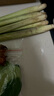 冬陰功湯料新鮮香茅草食用南姜檸檬葉南姜火鍋酸辣湯泰式冬蔭功 （500克）香茅+南姜+檸檬葉 曬單實拍圖