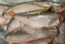 五斤裝黃尖子魚黃鯽魚新鮮冷凍黃鯽子魚海捕油扣馬口魚速凍毛扣魚 黃尖子魚 五斤凈重 曬單實(shí)拍圖