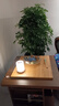 青子悠實(shí)木折疊茶幾可升降客廳家用小戶(hù)型沙發(fā)邊柜子可移動(dòng)式小推車(chē)邊幾 折疊升降邊幾【胡桃色】 曬單實(shí)拍圖