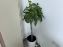 植男植女發(fā)財(cái)樹(shù)客廳大型盆栽室內(nèi)真綠植好養(yǎng)落地辦公室開(kāi)業(yè)招財(cái)樹(shù)源頭直發(fā) 曬單實(shí)拍圖