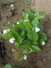 重瓣茉莉花盆栽濃香型南方四季開花帶盆驅(qū)蚊綠植花卉室內(nèi)陽臺庭院 茉莉5~6棵帶花苞發(fā)貨【不含盆】 曬單實拍圖