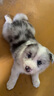 春燕美寵純種邊牧幼犬活體邊境牧羊犬七白三通雙血統(tǒng)黑白色隕石邊牧寵物狗 寵物級(jí) 曬單實(shí)拍圖