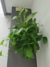 雙盟綠蘿盆栽除甲醛花卉綠植辦公室新房?jī)艋諝?80加侖4盆裝源頭直發(fā) 曬單實(shí)拍圖