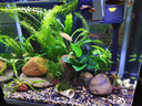 中國斗魚活體活魚冷水觀賞魚小好養(yǎng)耐活魚小型淡水自來水黃金斗魚 魚苗黃金+游龍+白兔3公分各二條 曬單實拍圖