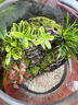 桌面創(chuàng)意微景觀綠植diy擺件禮物客廳辦公室夜燈苔蘚盆栽植物盆景 山水間（養(yǎng)魚款） 曬單實拍圖