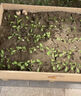 北蔬 蔬菜種子苗生菜菠菜小香蔥芹菜陽臺四季菜種籽 12種蔬菜種子套餐 曬單實(shí)拍圖