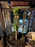 蟹爪蘭盆栽接嫁仙人掌雙層嫁接令箭荷花帶花多色四季多肉植物盆景 蟹爪蘭【雙層多色】高 不含盆 曬單實(shí)拍圖