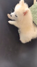 嘉瑰純種博美幼犬幼犬博美小狗活物茶杯犬小型犬可愛寵物狗 血統(tǒng)級 曬單實拍圖