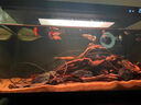 畫(huà)法幾何小米魚(yú)缸濾芯配件米家智能魚(yú)缸物理生化模塊棉UV燈水泵加熱可拆洗 【咪家魚(yú)缸專(zhuān)用】阹霧風(fēng)扇 曬單實(shí)拍圖