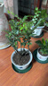 御春閣小葉紫檀樹苗黑骨茶室內(nèi)陽臺盆栽花卉綠植耐寒四季常青微景觀樁形 大號5根一盆30厘米高左右 曬單實(shí)拍圖