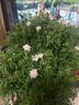 殺蟲劑氣霧劑家用室內(nèi)滅蚊噴霧劑蒼蠅藥滅蟑螂殺蚊子藥除蟲劑驅(qū)蟲 【商超同款】殺蟲氣霧劑*1瓶 曬單實(shí)拍圖