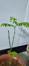 正宗海南黃花梨樹苗名貴苗木盆栽地栽小葉紫檀南北方庭院四季種植 正宗黃花梨30-40cm高1棵 帶土杯帶葉子發(fā)貨 曬單實拍圖