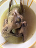 崠鮮 新鮮鴿子肉 新鮮冷凍農(nóng)家老鴿子土鴿 煲湯燒烤食材 乳鴿生鮮 鴿子2只（每只凈300g） 曬單實拍圖