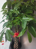 嘆為觀止大型植物發(fā)財(cái)樹各種大顆盆栽開業(yè)喬遷客廳辦公室內(nèi)好養(yǎng)大型花卉 辮子發(fā)財(cái)樹【1.2-1.4米】 含盆 曬單實(shí)拍圖