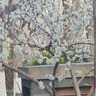 達(dá)芙妮法式瑪麗珍女鞋復(fù)古粗跟單鞋黑色jk小皮鞋高跟鞋女 米白色 37 曬單實(shí)拍圖