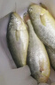 鴻順【冰鮮】黃花魚4條4斤 生鮮魚類 寧德大黃魚 地標產(chǎn)品 源頭直發(fā) 曬單實拍圖
