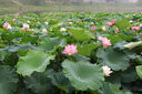 佳能（Canon） RF-S半畫幅微單變焦鏡頭 適用EOS RP R7 R10 R5 R6專微相機(jī) RF-S18-150mm IS STM 拆機(jī)鏡頭 官方標(biāo)配【無UV鏡/清潔套裝/預(yù)設(shè)等】 曬單實(shí)拍圖