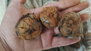 儲褚正宗廣西荔浦馬蹄荸薺 水果馬蹄 新鮮即食水果現(xiàn)挖整箱包郵 精選5斤特大果【10-15個/斤】 曬單實拍圖
