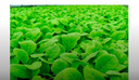 IDEAL理想農(nóng)業(yè)無界種系列蔬菜種子上海青蘇州青菜小白菜籽專供基地品質(zhì) 1罐【烤青200克】耐熱上海青 曬單實拍圖