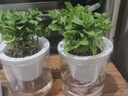 薄荷盆栽水培薄荷葉子新鮮可食用迷迭香驅(qū)蚊植物室內(nèi)綠植花卉 【升級款3盆裝】中盆薄荷（早安盆） 曬單實拍圖