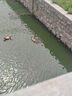 棉十三女士睡衣夏季薄款【莫代爾帶胸墊】圓領短袖七分褲寬松家居服套裝 曬單實拍圖