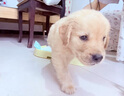 蒂瑞科 純種金毛幼犬金毛犬純種金毛狗寵物狗狗活體小狗導盲犬活物金毛 寵物級 曬單實(shí)拍圖