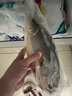 海名威 冷凍黃花魚700g/2條 寧德大黃魚地標(biāo) 海鮮水產(chǎn) 生鮮魚類  曬單實拍圖