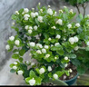 開時果 茉莉花盆栽濃香型 桌面綠植物陽臺花卉樹苗盆景擺件源頭直發(fā)包郵 精品茉莉花5-10株【加侖盆】 曬單實拍圖