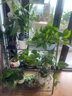 蝸家花架階梯式陽臺裝飾花架落地簡約多肉花盆架層架置物花架 曬單實(shí)拍圖