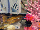 寵小島魚缸一體缸自循環(huán)生態(tài)魚缸懶人魚缸家用客廳辦公室金魚缸過(guò)濾魚缸 京倉(cāng)直配 · 中號(hào)黑色【奢華款】 帶水培吊籃 曬單實(shí)拍圖
