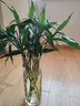植男植女綠富貴竹水培竹子植物綠植室內(nèi)好養(yǎng)盆栽不帶根發(fā)財6/70cm源頭直發(fā) 曬單實拍圖