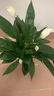 【熱銷款】白掌一帆風(fēng)順盆栽水培植物室內(nèi)花綠植紅掌發(fā)財樹吸甲醛 【店主推薦】特級白掌6-8株帶花+早安盆+營養(yǎng)液 曬單實拍圖