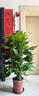 大葉綠蘿柱盆栽客廳綠植辦公室內吸甲醛凈化空氣大型綠蘿好養易活 A級【旺宅樹(shù)】A級大葉綠蘿柱1.2-1.3米+原盆 曬單實(shí)拍圖
