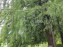 永諾EF-EOSM II二代轉(zhuǎn)接環(huán)佳能EF單反鏡頭小痰盂轉(zhuǎn)微單M6 M50 M100適用于R卡口R100 RP相機(jī)定焦轉(zhuǎn)接頭 品牌EF-EOS R轉(zhuǎn)接環(huán)-黑色帶底座 曬單實(shí)拍圖