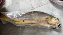 三都港 冷凍三去大黃魚凈重2斤/2條裝 寧德黃花魚 生鮮魚類 燒烤 曬單實拍圖