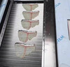 羚木 商用全自動(dòng)斜切魚(yú)片機(jī) 商用全自動(dòng)切魚(yú)片機(jī)多功能片魚(yú)機(jī)黑魚(yú)草魚(yú)酸菜魚(yú)片水煮魚(yú)片機(jī)器 SNP-2020(新型單槽) 曬單實(shí)拍圖