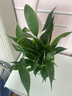 【熱銷款】白掌一帆風順盆栽水培植物室內(nèi)花綠植紅掌發(fā)財樹吸甲醛 【店主推薦】特級白掌6-8株帶花+早安盆+營養(yǎng)液 曬單實拍圖